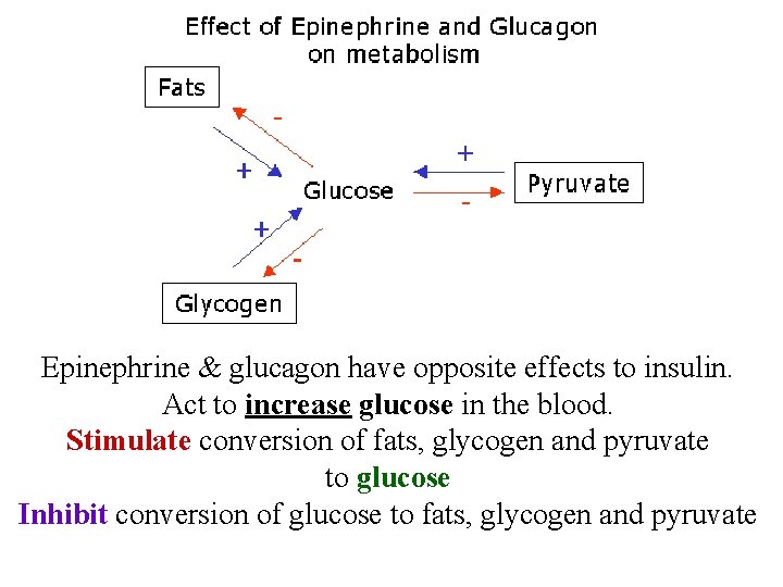 Epinephrine & glucagon have opposite effects to insulin. Act to increase glucose in the