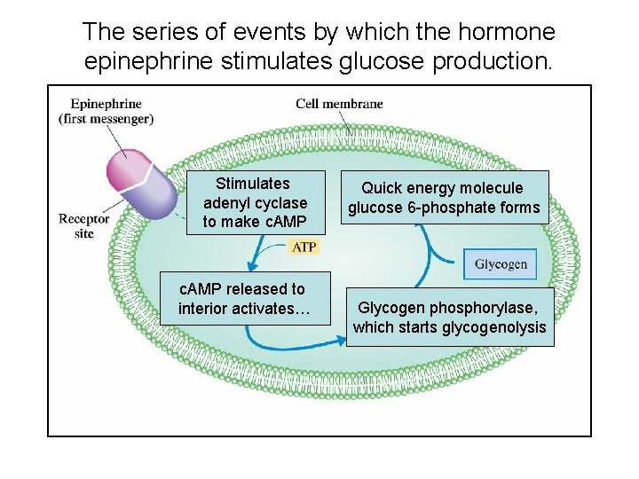 The series of events by which the hormone epinephrine stimulates glucose production. Stimulates adenyl