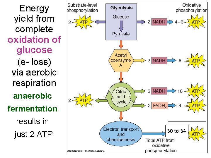 Energy yield from complete oxidation of glucose (e- loss) via aerobic respiration anaerobic fermentation