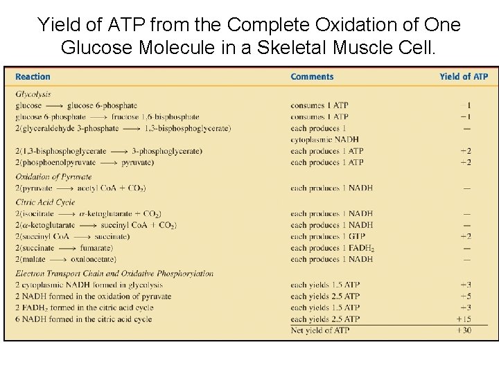 Yield of ATP from the Complete Oxidation of One Glucose Molecule in a Skeletal