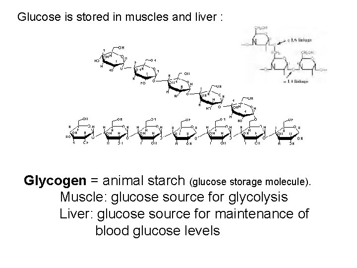 Glucose is stored in muscles and liver : Glycogen = animal starch (glucose storage