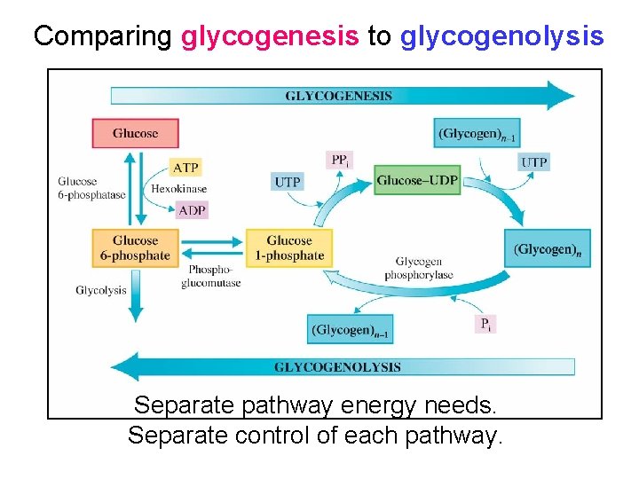 Comparing glycogenesis to glycogenolysis Separate pathway energy needs. Separate control of each pathway. 