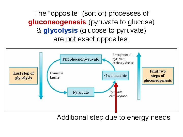 The “opposite” (sort of) processes of gluconeogenesis (pyruvate to glucose) & glycolysis (glucose to