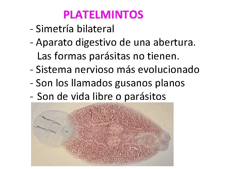 PLATELMINTOS - Simetría bilateral - Aparato digestivo de una abertura. Las formas parásitas no