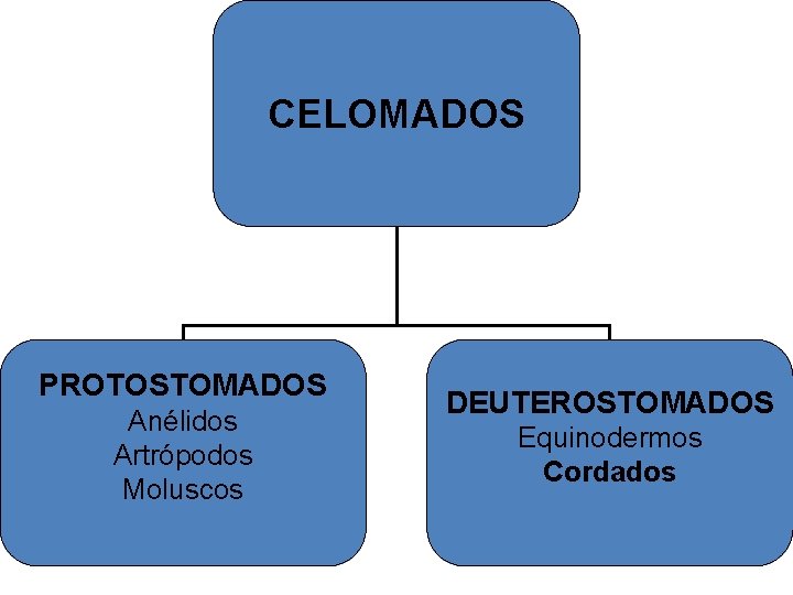 CELOMADOS PROTOSTOMADOS Anélidos Artrópodos Moluscos DEUTEROSTOMADOS Equinodermos Cordados 