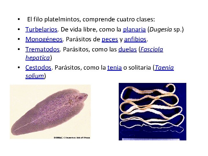 El filo platelmintos, comprende cuatro clases: Turbelarios. De vida libre, como la planaria (Dugesia