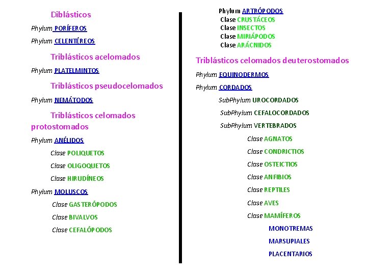 Diblásticos Phylum PORÍFEROS Phylum CELENTÉREOS Triblásticos acelomados Phylum PLATELMINTOS Triblásticos pseudocelomados Phylum ARTRÓPODOS Clase