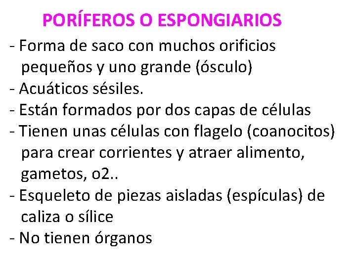 PORÍFEROS O ESPONGIARIOS - Forma de saco con muchos orificios pequeños y uno grande