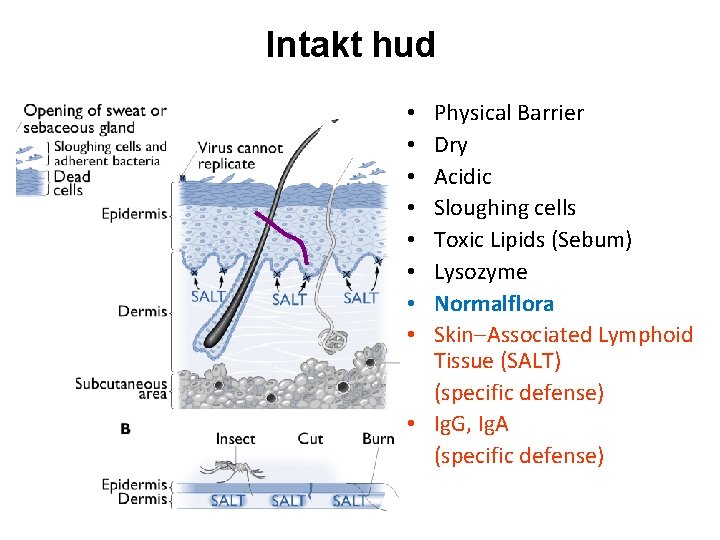 Intakt hud Physical Barrier Dry Acidic Sloughing cells Toxic Lipids (Sebum) Lysozyme Normalflora Skin
