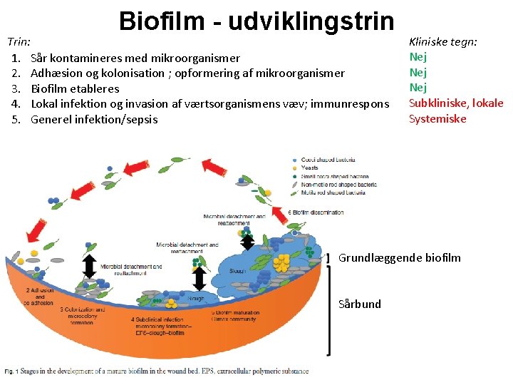 Biofilm - udviklingstrin Trin: 1. Sår kontamineres med mikroorganismer 2. Adhæsion og kolonisation ;