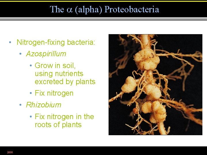 The (alpha) Proteobacteria • Nitrogen-fixing bacteria: • Azospirillum • Grow in soil, using nutrients