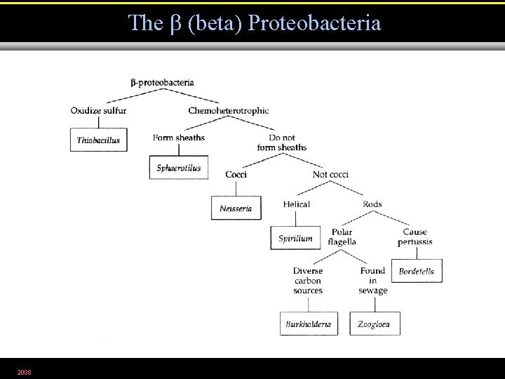 The (beta) Proteobacteria 2008 