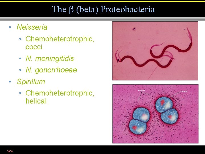 The (beta) Proteobacteria • Neisseria • Chemoheterotrophic, cocci • N. meningitidis • N. gonorrhoeae