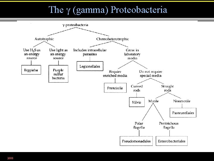 The (gamma) Proteobacteria 2008 