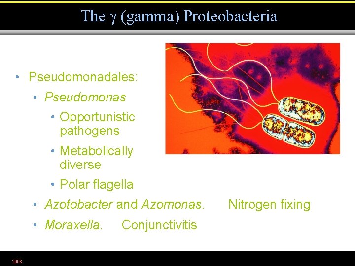 The (gamma) Proteobacteria • Pseudomonadales: • Pseudomonas • Opportunistic pathogens • Metabolically diverse •