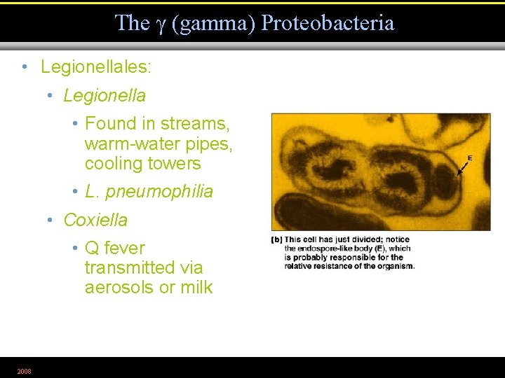 The (gamma) Proteobacteria • Legionellales: • Legionella • Found in streams, warm-water pipes, cooling