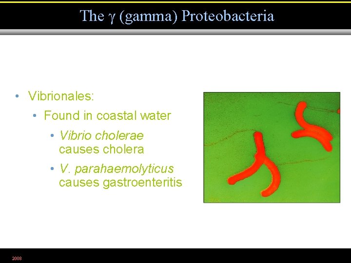 The (gamma) Proteobacteria • Vibrionales: • Found in coastal water • Vibrio cholerae causes