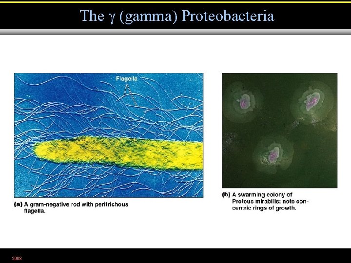 The (gamma) Proteobacteria 2008 Figure 11. 9 a, b 