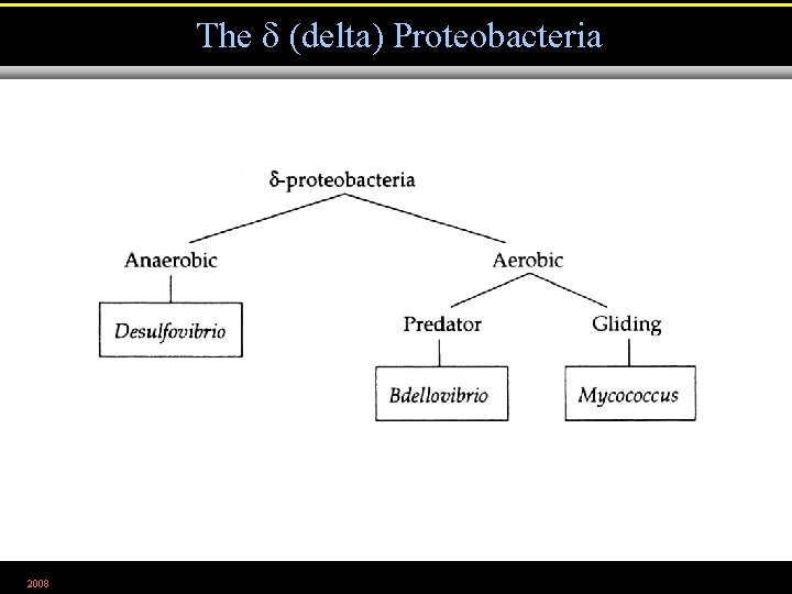 The (delta) Proteobacteria 2008 