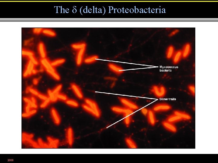 The (delta) Proteobacteria 2008 Figure 11. 10 a 