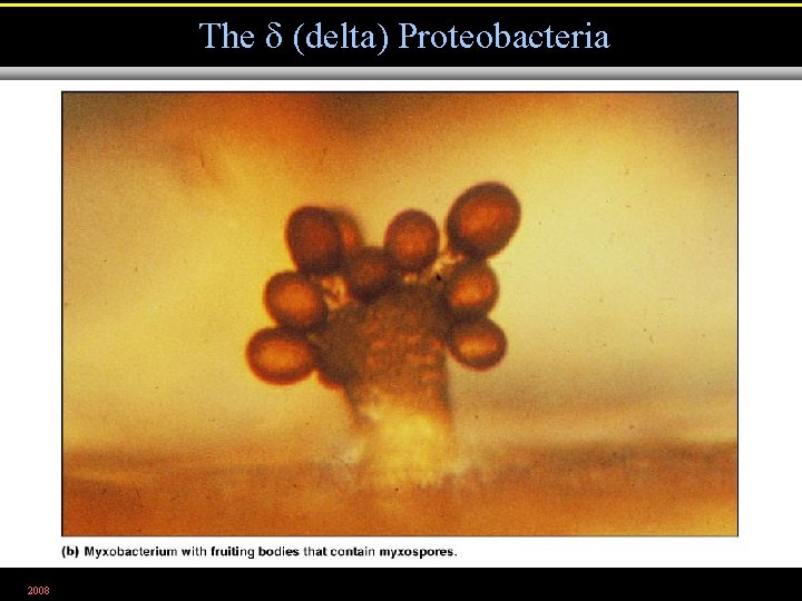The (delta) Proteobacteria 2008 Figure 11. 1 b 