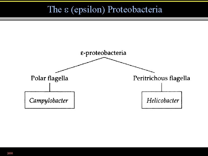 The (epsilon) Proteobacteria 2008 