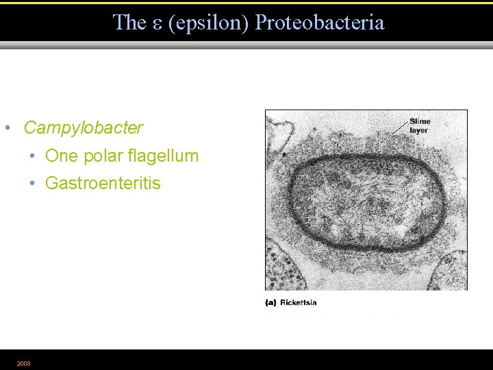 The (epsilon) Proteobacteria • Campylobacter • One polar flagellum • Gastroenteritis 2008 Figure 11.