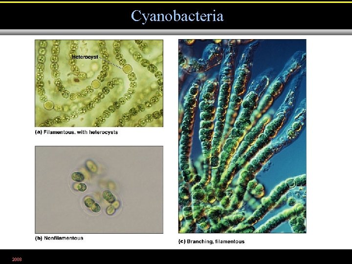 Cyanobacteria 2008 Figure 11. 12 a-c 