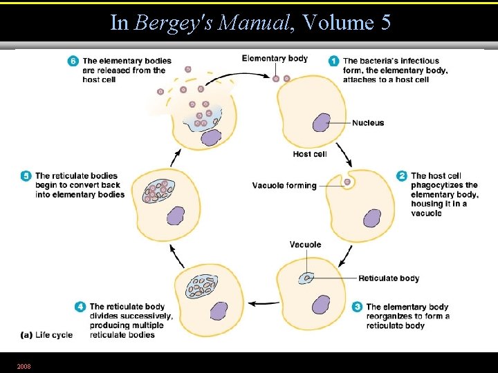 In Bergey's Manual, Volume 5 2008 Figure 11. 22 a 