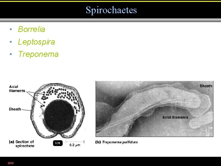 Spirochaetes • Borrelia • Leptospira • Treponema 2008 Figure 11. 23 