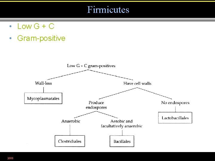 Firmicutes • Low G + C • Gram-positive 2008 