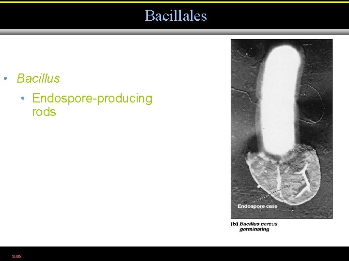 Bacillales • Bacillus • Endospore-producing rods 2008 Figure 11. 16 b 