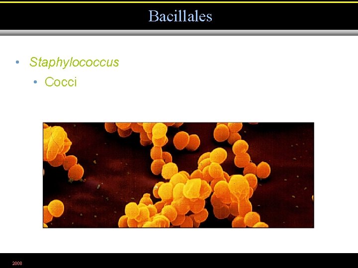 Bacillales • Staphylococcus • Cocci 2008 Figure 1. 17 