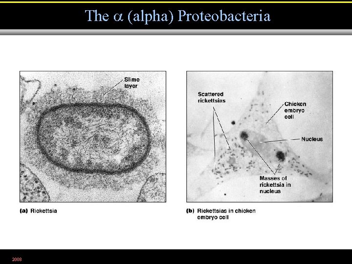 The (alpha) Proteobacteria 2008 Figure 11. 1 