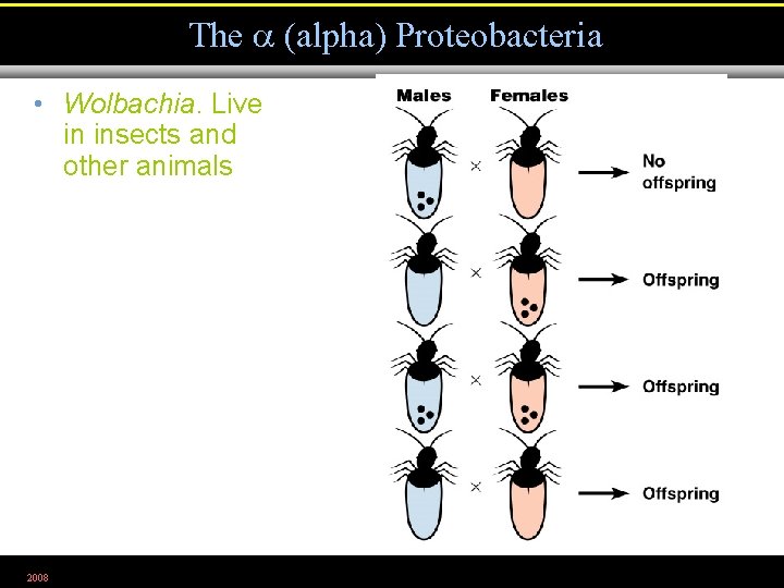 The (alpha) Proteobacteria • Wolbachia. Live in insects and other animals 2008 