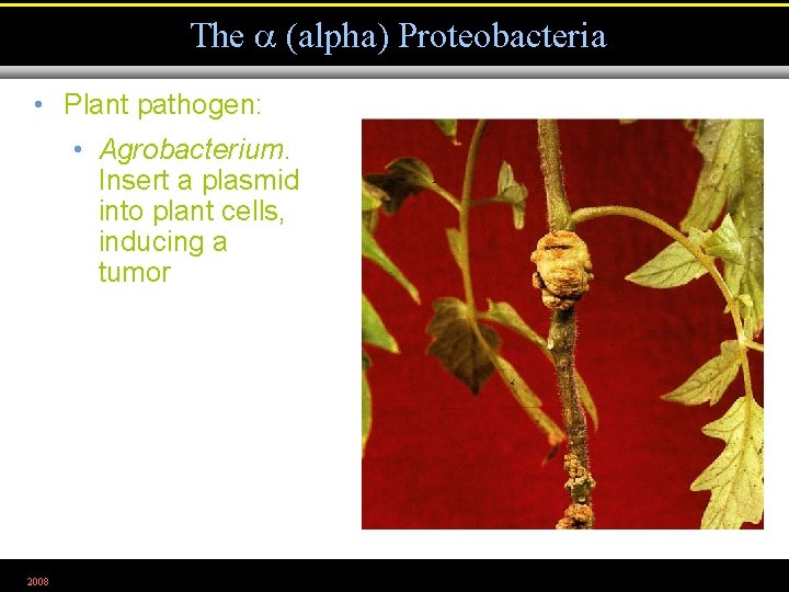 The (alpha) Proteobacteria • Plant pathogen: • Agrobacterium. Insert a plasmid into plant cells,