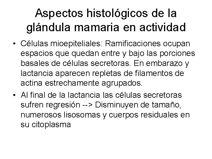 Aspectos histológicos de la glándula mamaria en actividad • Células mioepiteliales: Ramificaciones ocupan espacios