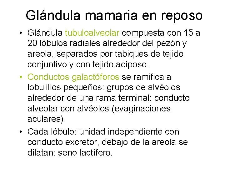 Glándula mamaria en reposo • Glándula tubuloalveolar compuesta con 15 a 20 lóbulos radiales