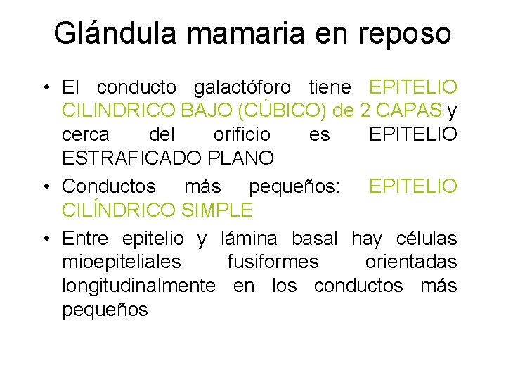 Glándula mamaria en reposo • El conducto galactóforo tiene EPITELIO CILINDRICO BAJO (CÚBICO) de