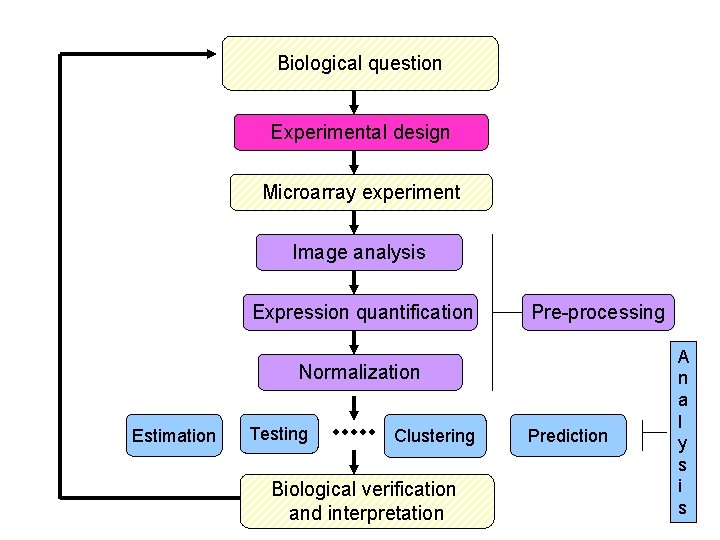 Biological question Experimental design Microarray experiment Image analysis Expression quantification Pre-processing Normalization Estimation Testing