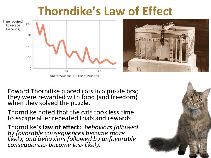 Thorndike’s Law of Effect Edward Thorndike placed cats in a puzzle box; they were