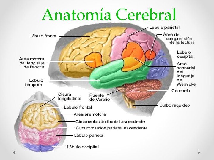 Anatomía Cerebral 