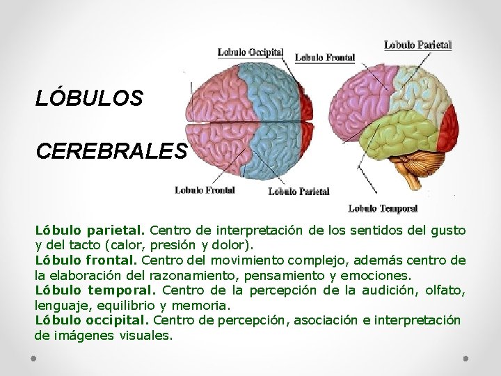 LÓBULOS CEREBRALES Lóbulo parietal. Centro de interpretación de los sentidos del gusto y del