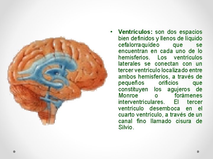  • Ventrículos: son dos espacios bien definidos y llenos de líquido cefalorraquídeo que