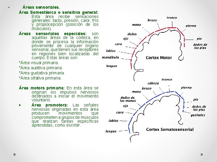  • Áreas sensoriales. Área Somestésica o sensitiva general: Esta área recibe sensaciones generales: