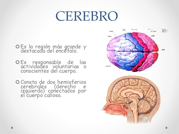 CEREBRO Es la región más grande y destacada del encéfalo. Es responsable de las