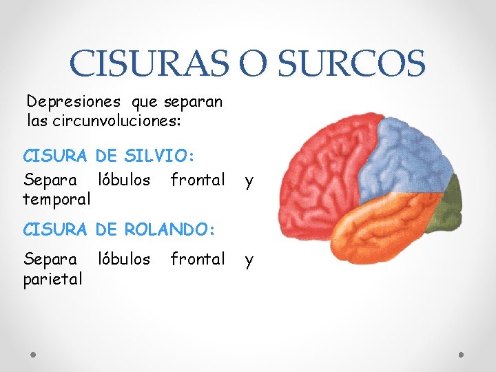 CISURAS O SURCOS Depresiones que separan las circunvoluciones: CISURA DE SILVIO: Separa lóbulos frontal