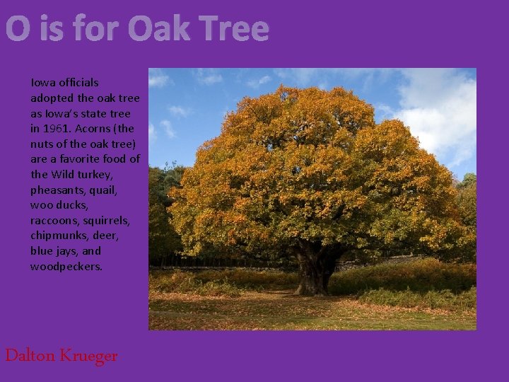 O is for Oak Tree Iowa officials adopted the oak tree as Iowa’s state