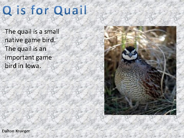 The quail is a small native game bird. The quail is an important game