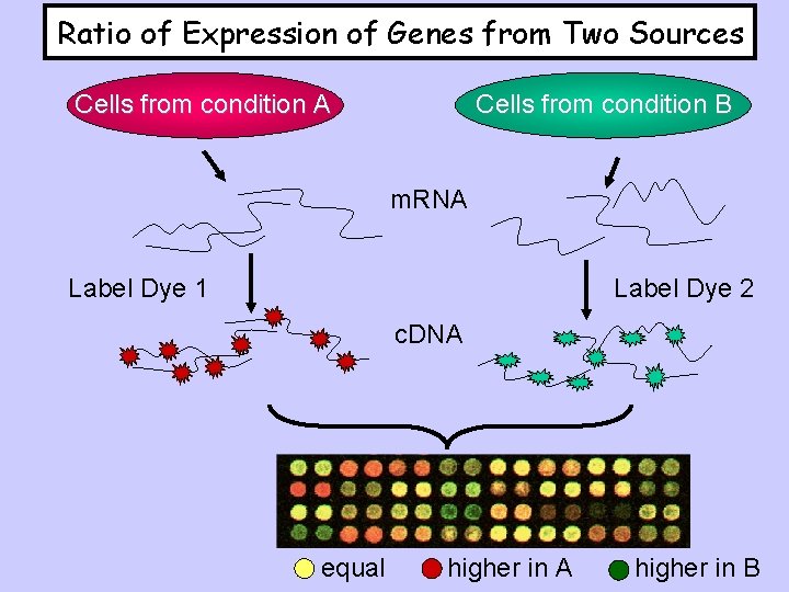 Ratio of Expression of Genes from Two Sources Cells from condition A Cells from